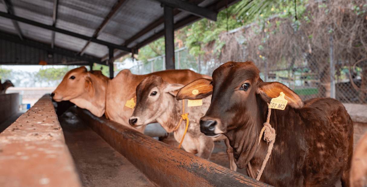 Kanha Shanti Vanam Gaushala