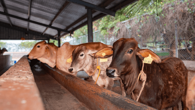 Kanha Shanti Vanam Gaushala