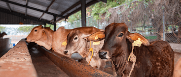 Kanha Shanti Vanam Gaushala