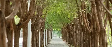 Adopt A Tree Initiative