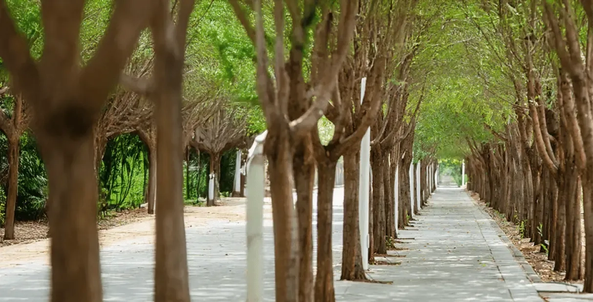 Adopt A Tree Initiative