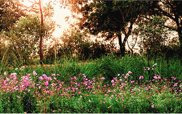 Create a Greener Planet